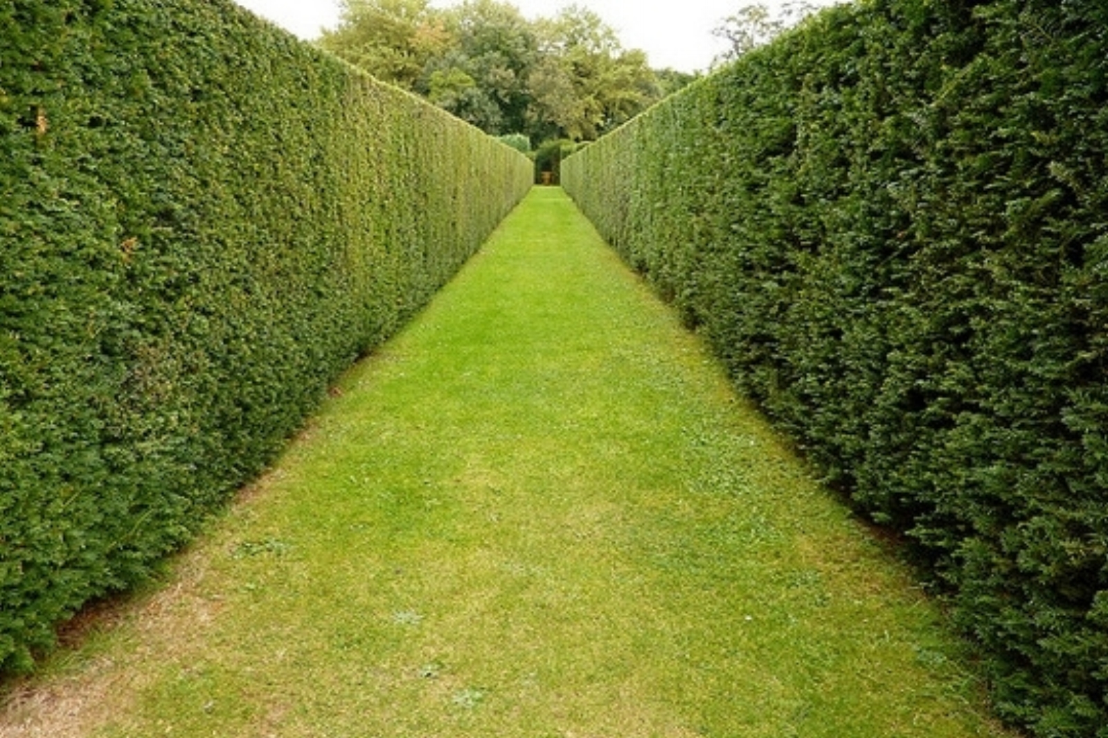 Hedge Cutting Chichester