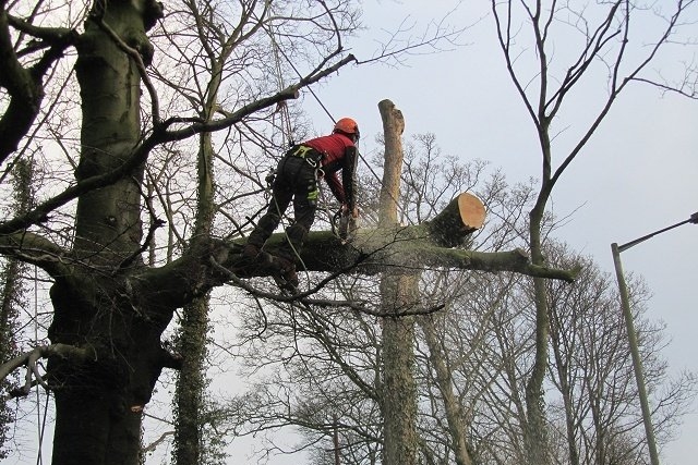 Pruning and Removal of Trees.jpg