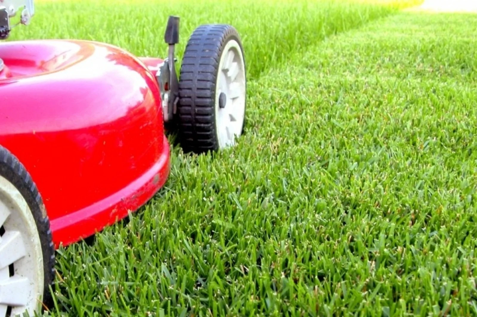 Grass Cutting Services Chichester