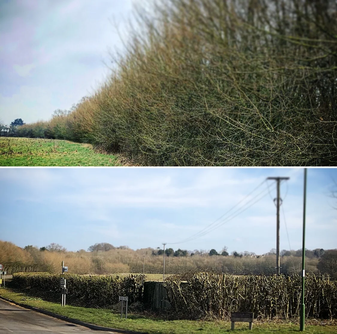 hedge cutting services chichester.jpg