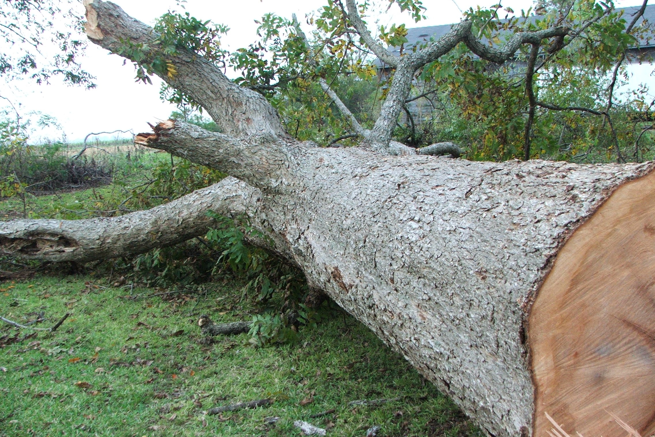 tree felling chichester.jpg