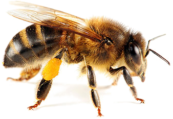 'Busy Bee'