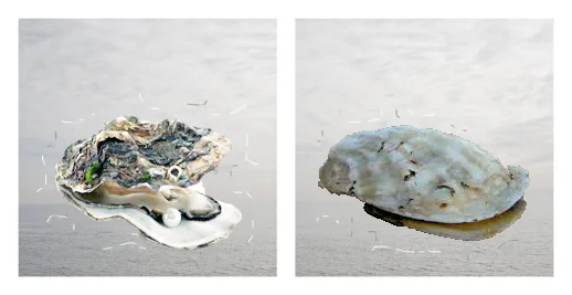 ‘Silk Oysters’