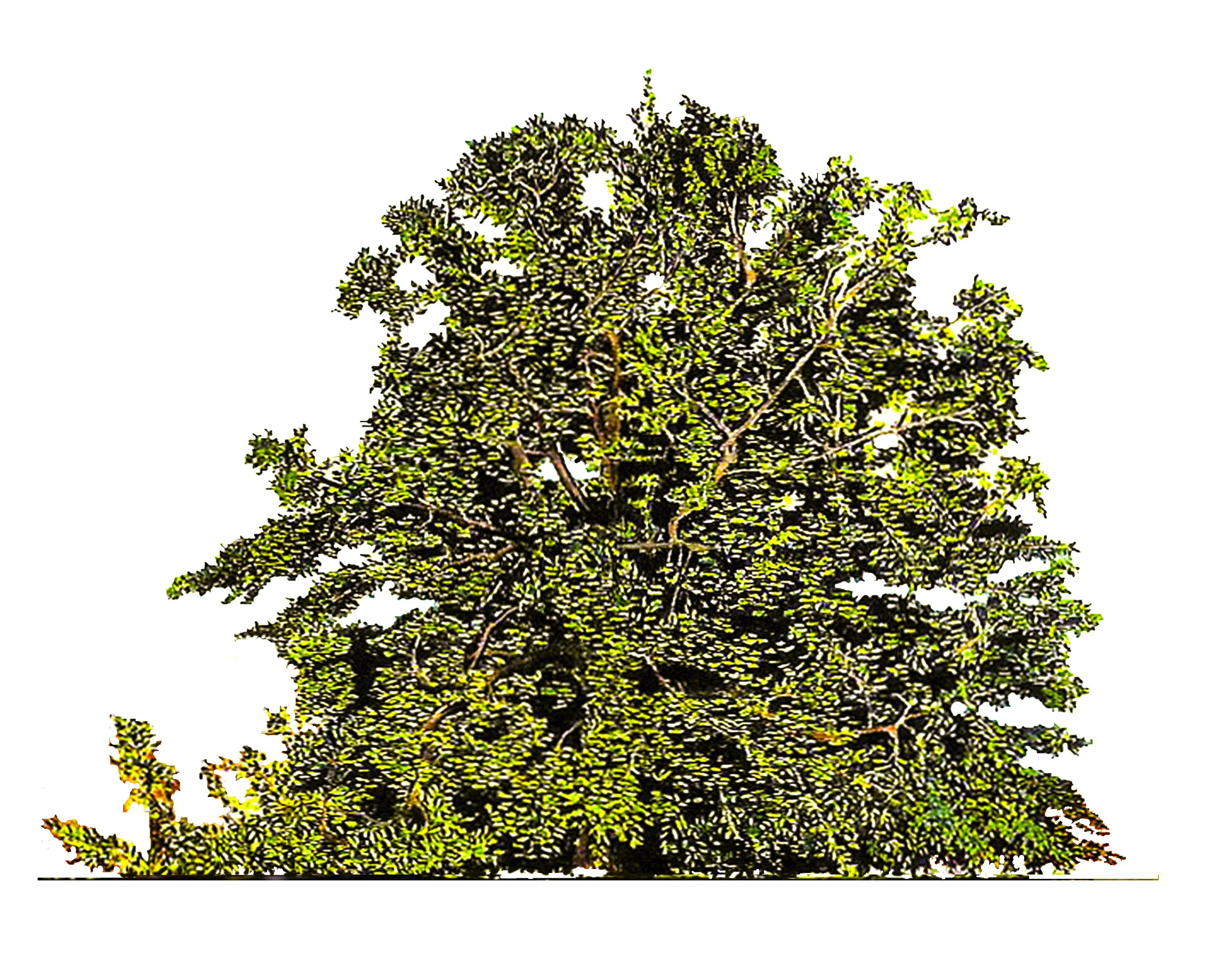 BEECH TREE4.jpg
