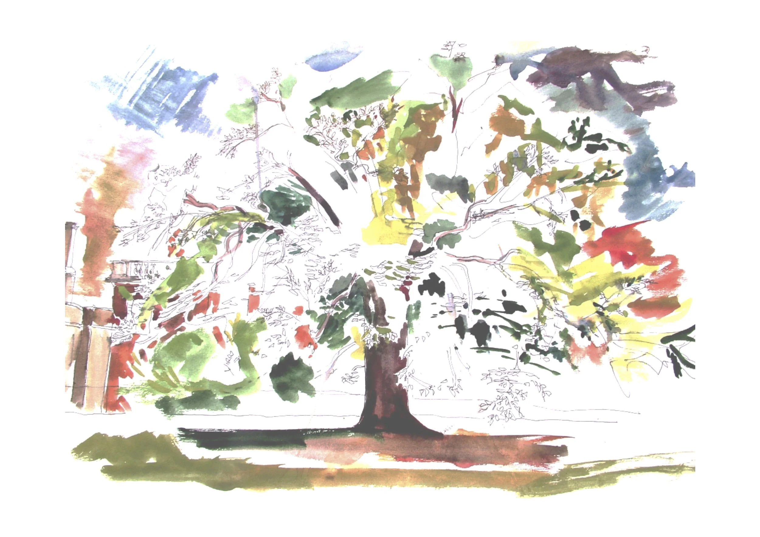 Beech Tree.jpg