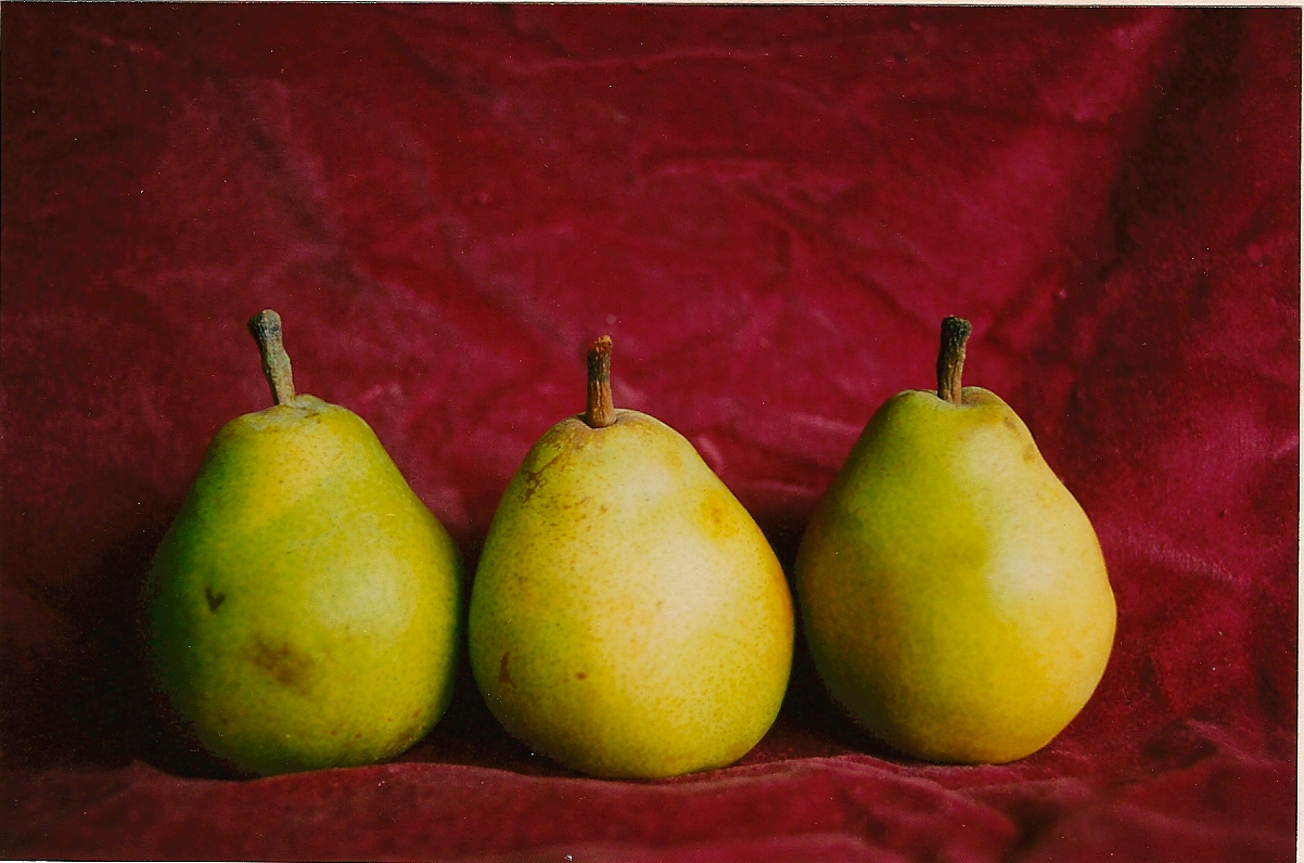 Pears.jpg