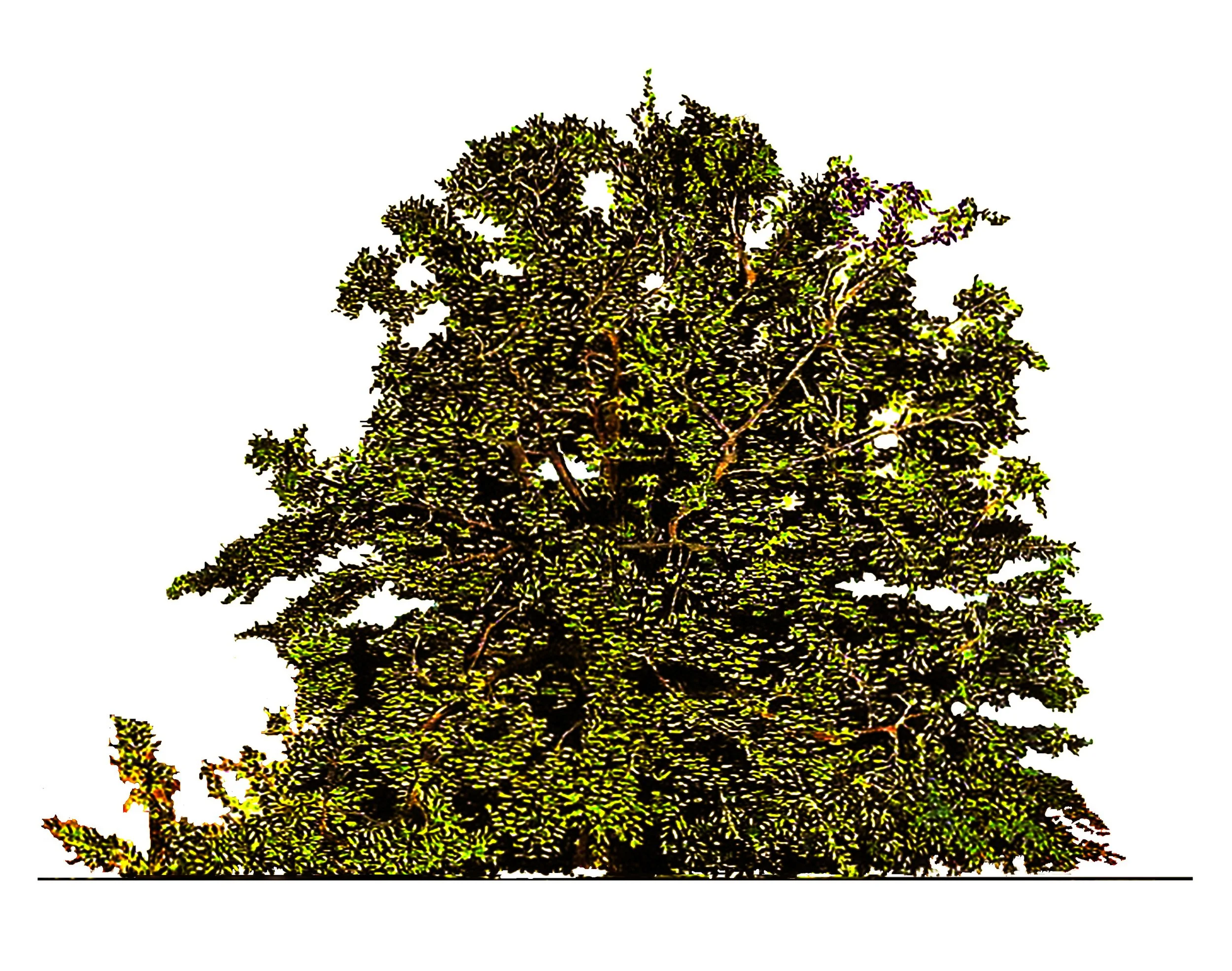 BEECH TREE4.jpg