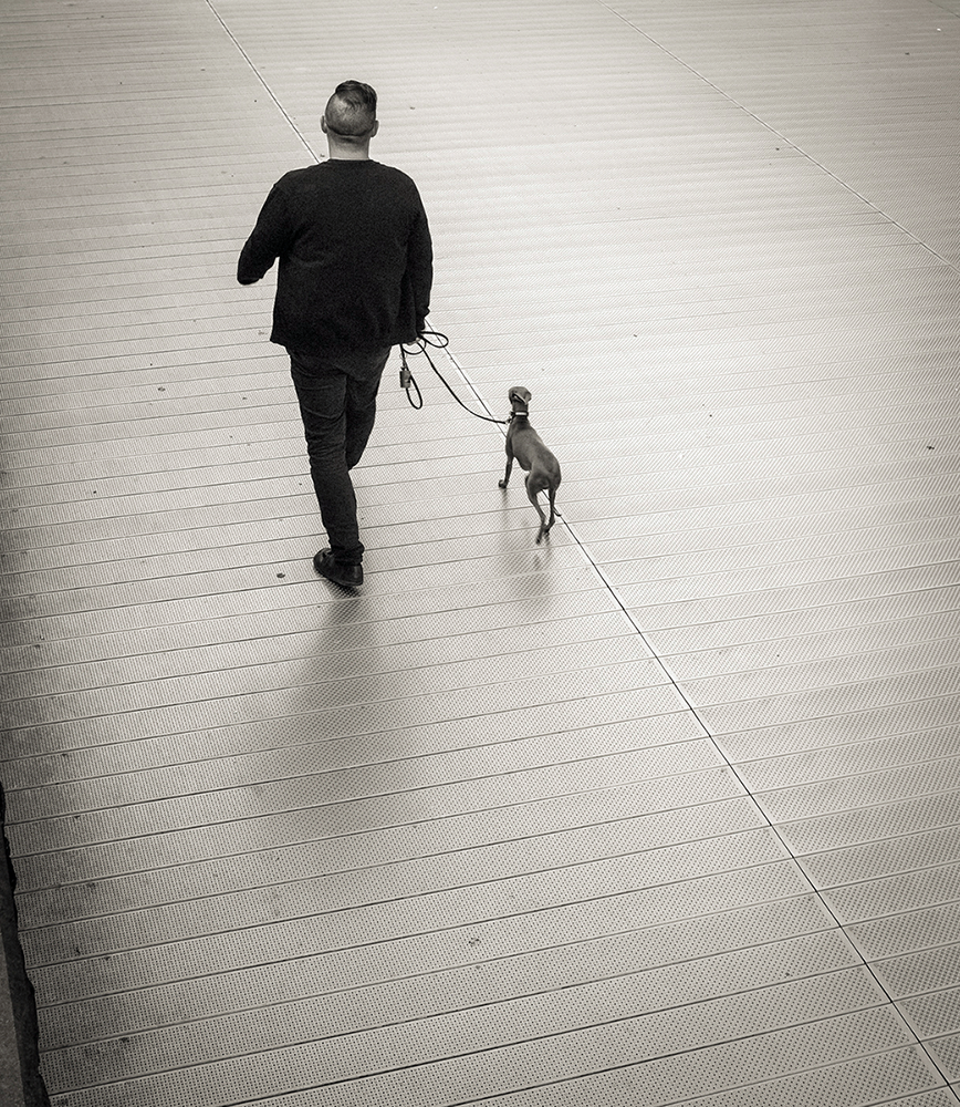 Walking the doggo, Amsterdam