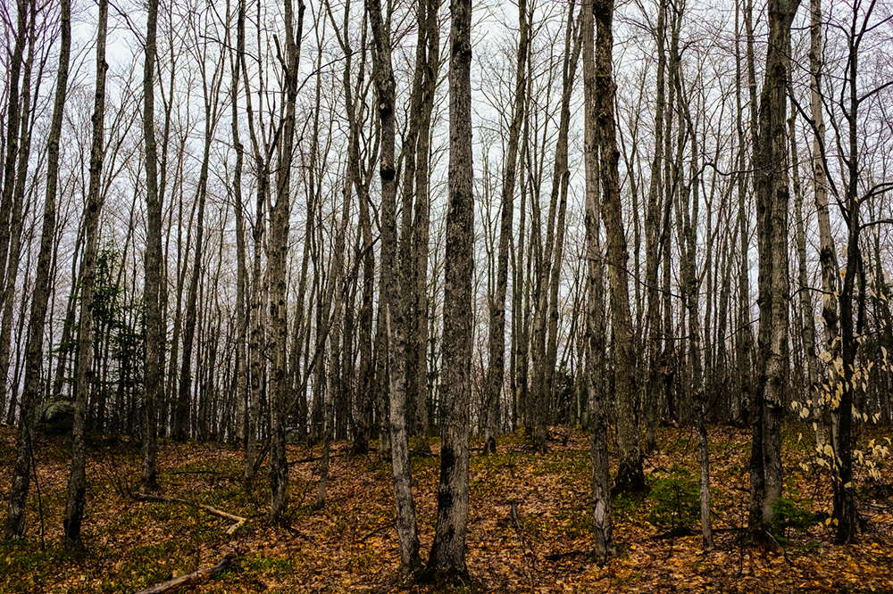 Young forest near Huntsville, Ontario