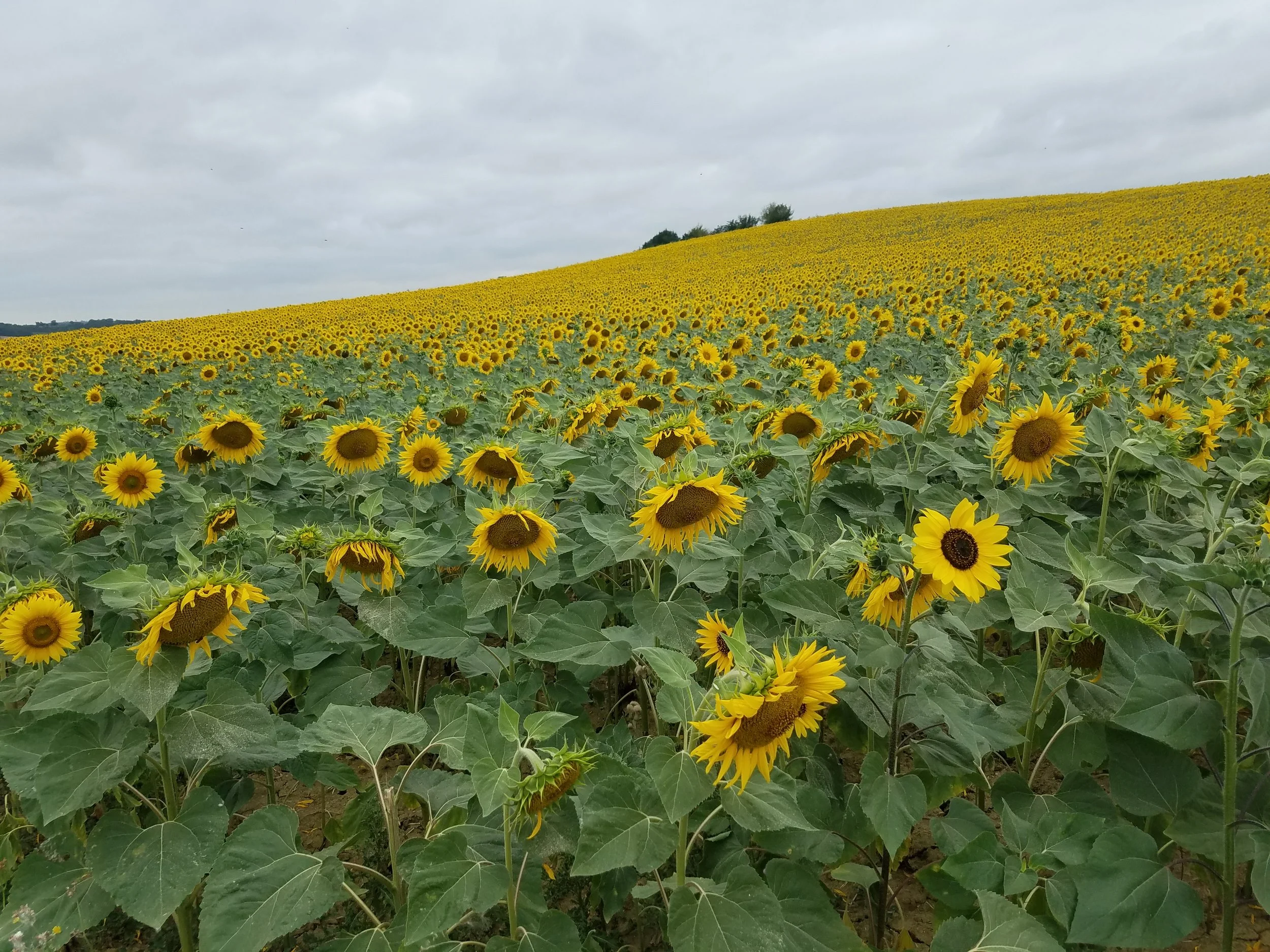 Sunflowers Close Up, July 18th 2019