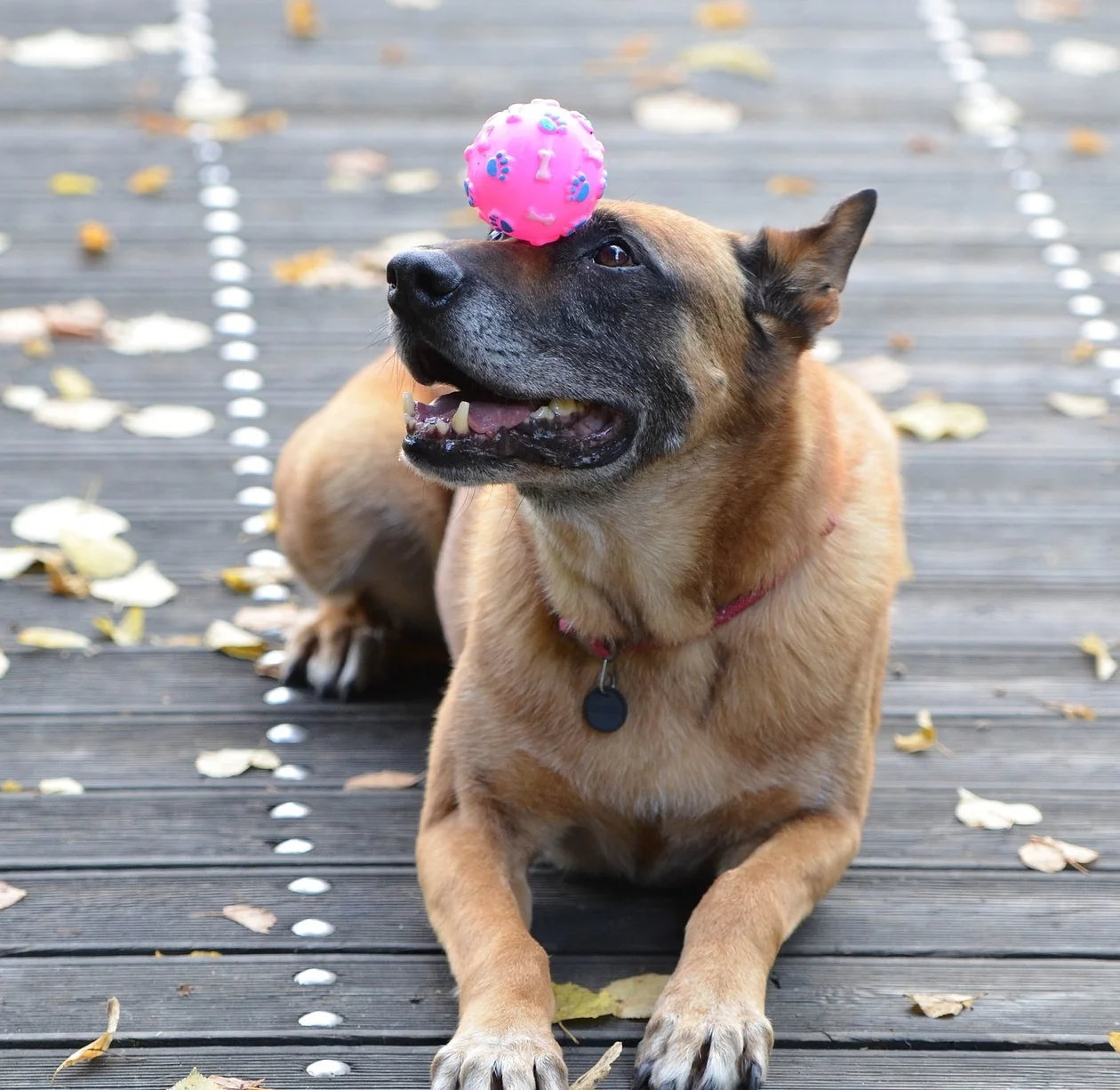 malinois-741416_1920.jpg