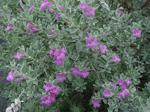 Varieties of Sage - salt tolerant, moderate maintenance
