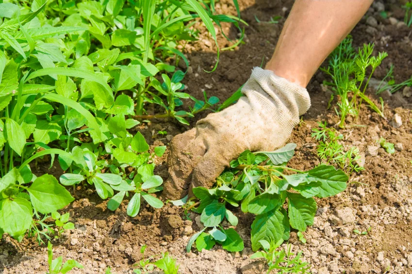 iStock_000006559092Small.jpg