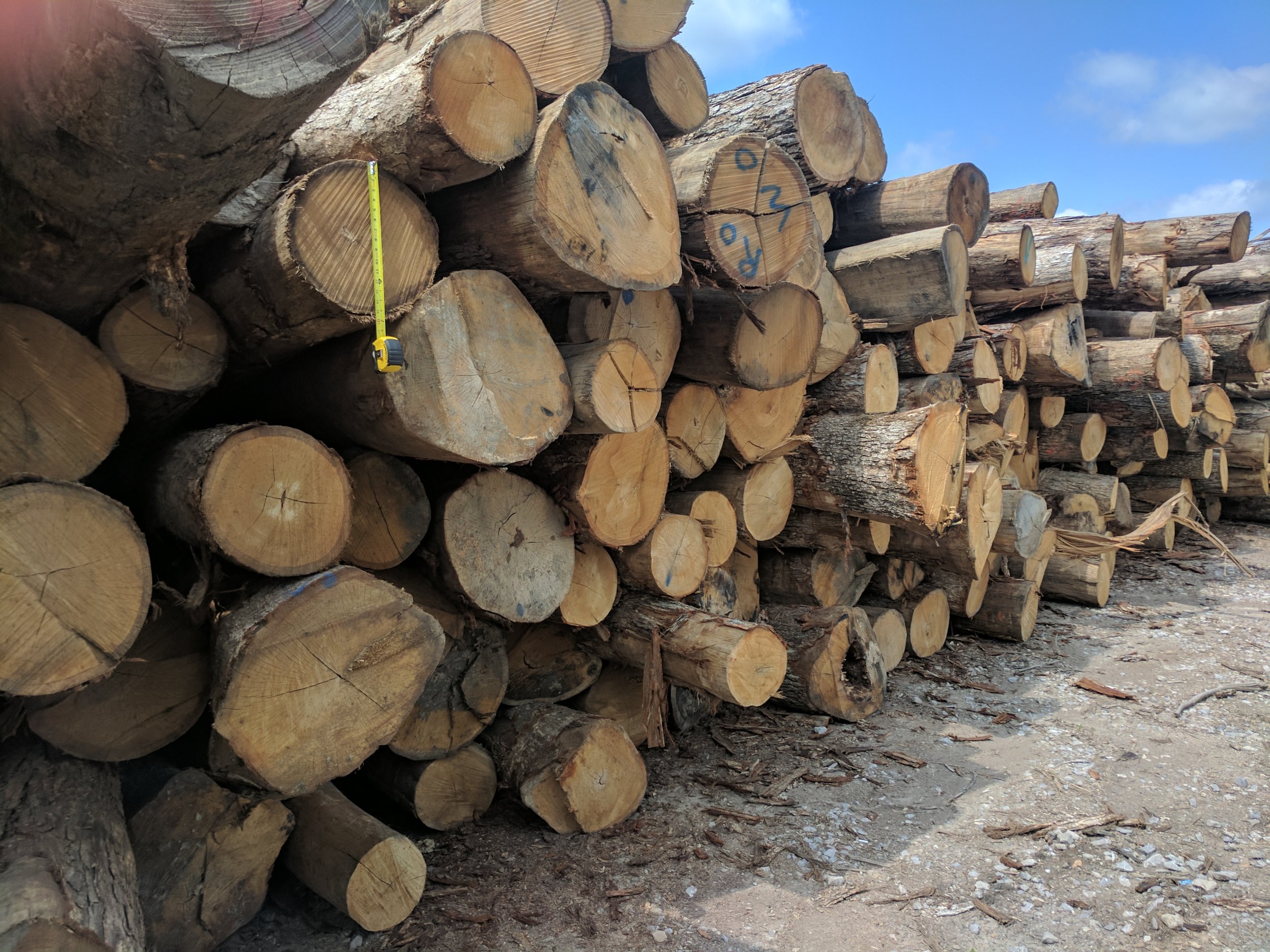 logs in yard.jpg