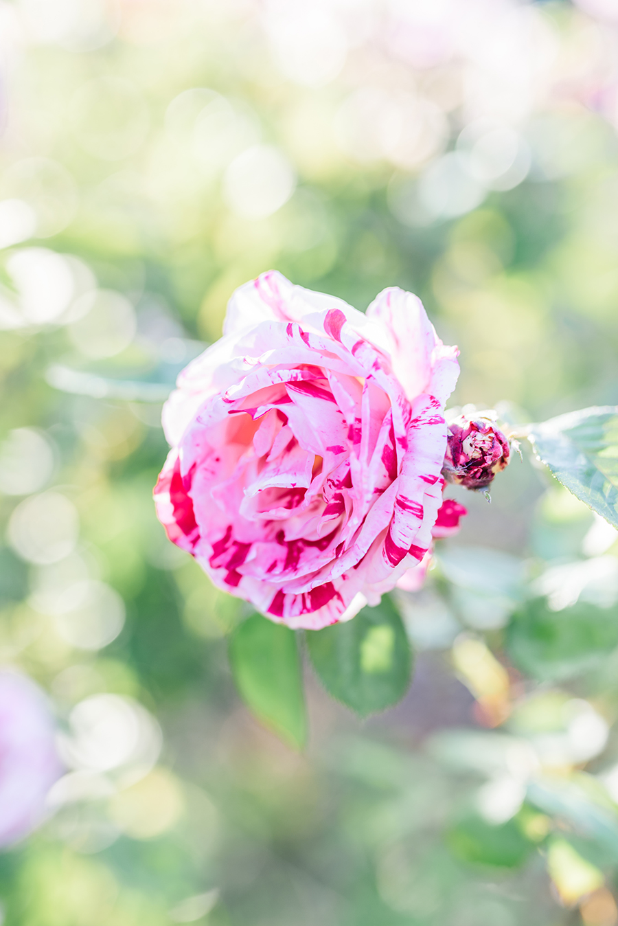 berkeley_destination_garden_engagement_photographer_photography_film_fine_art_high_end_california_san_francisco_wedding-1.jpg