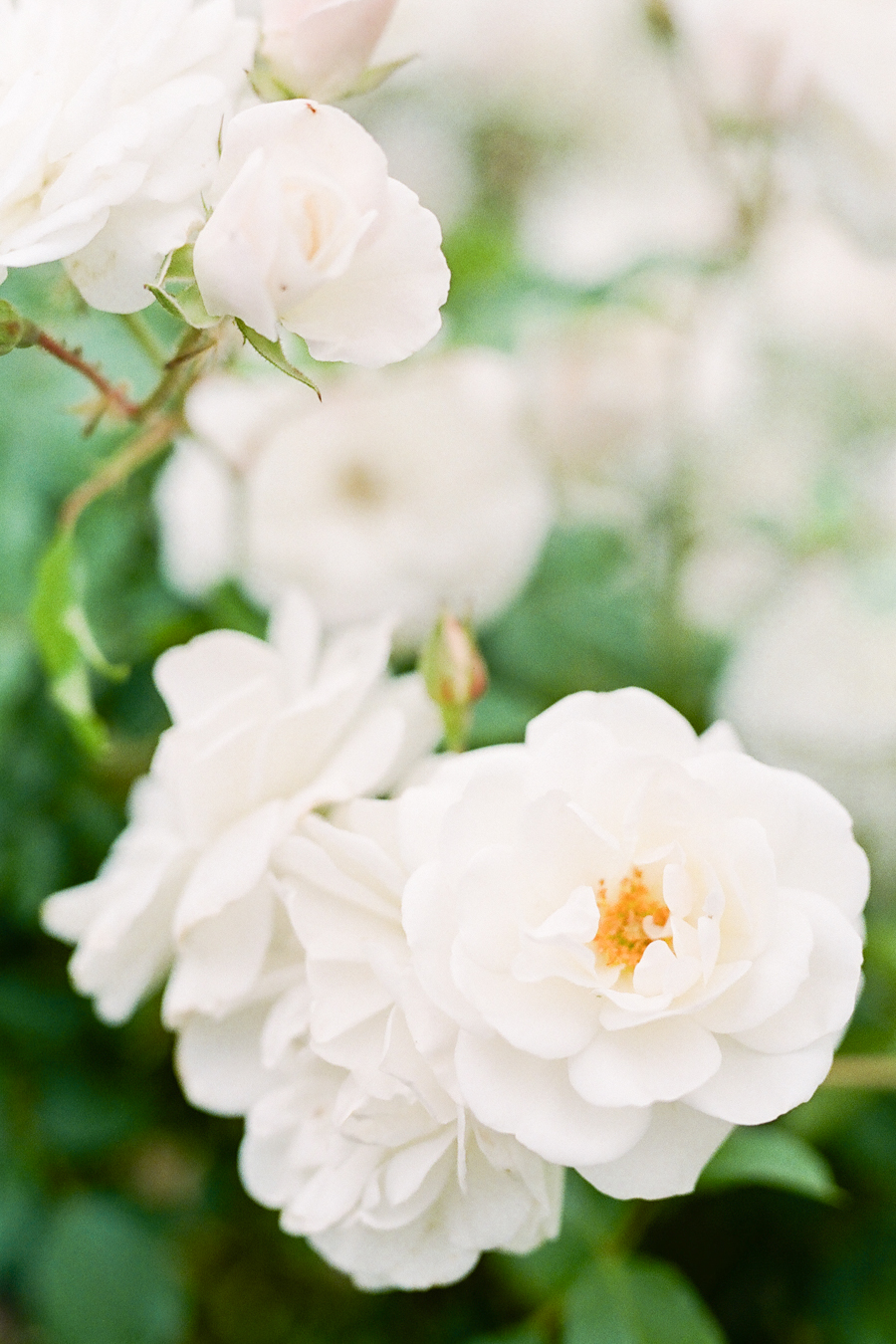 Molly_and_Ross_Janine_Licare_Photography-3.jpg