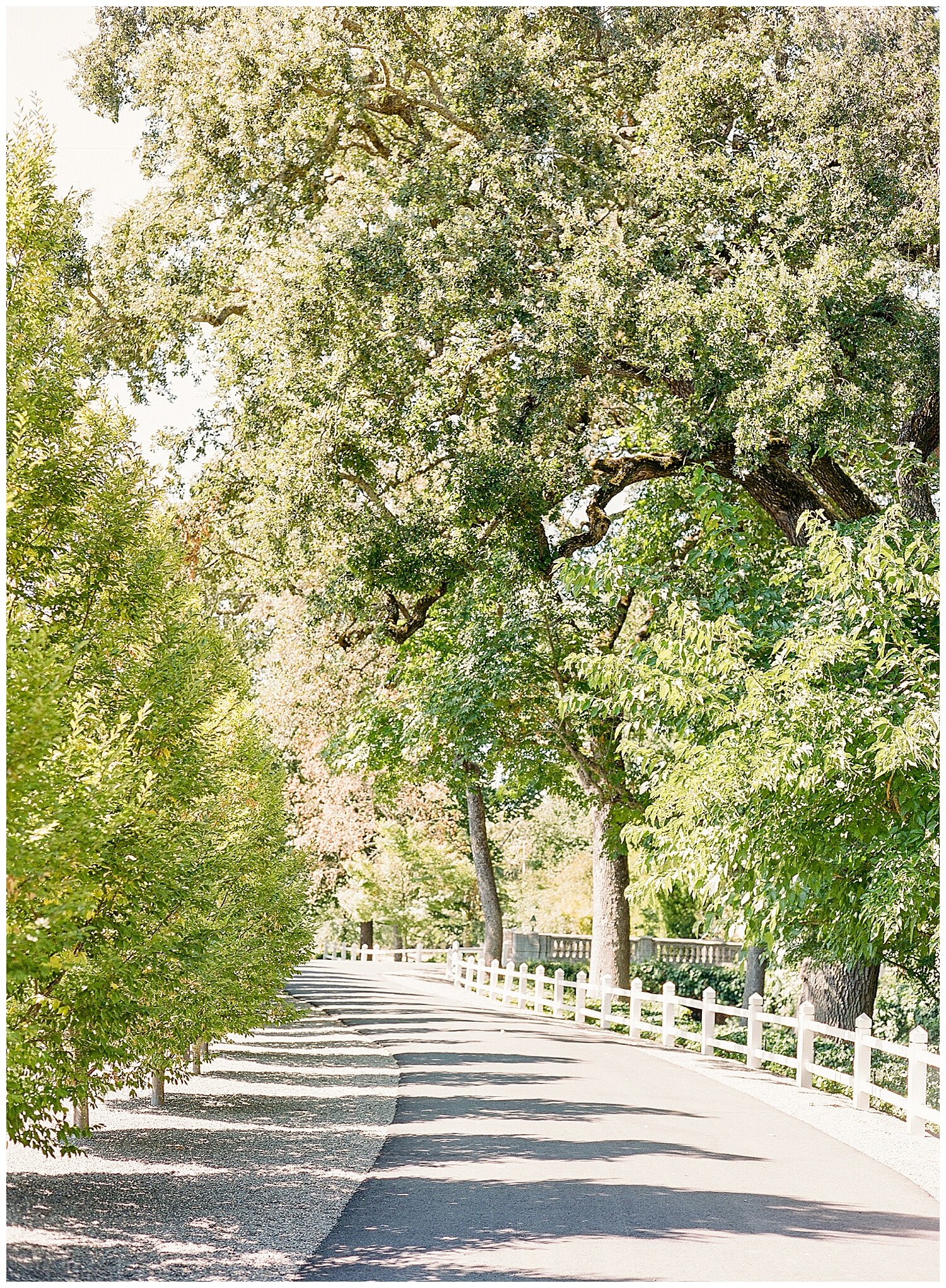 Beaulieu_Garden_Wedding_Napa_Sonoma_Janine_Licare_Photography_0003.jpg