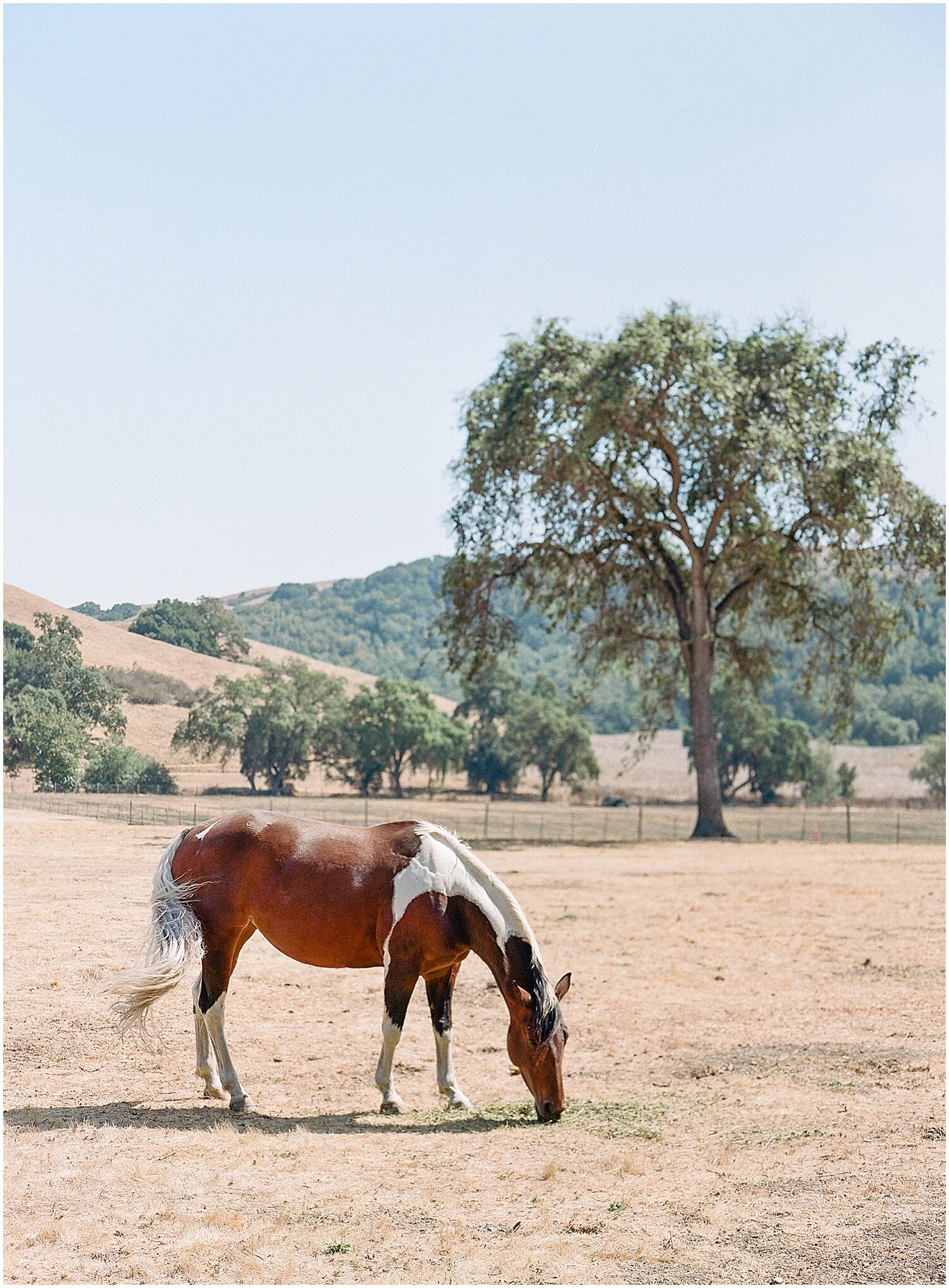 Janine_Licare_Photography_San_Francisco_Wedding_Photographer_Martha_Stewart_Weddings_Napa_Sonoma_0001.jpg