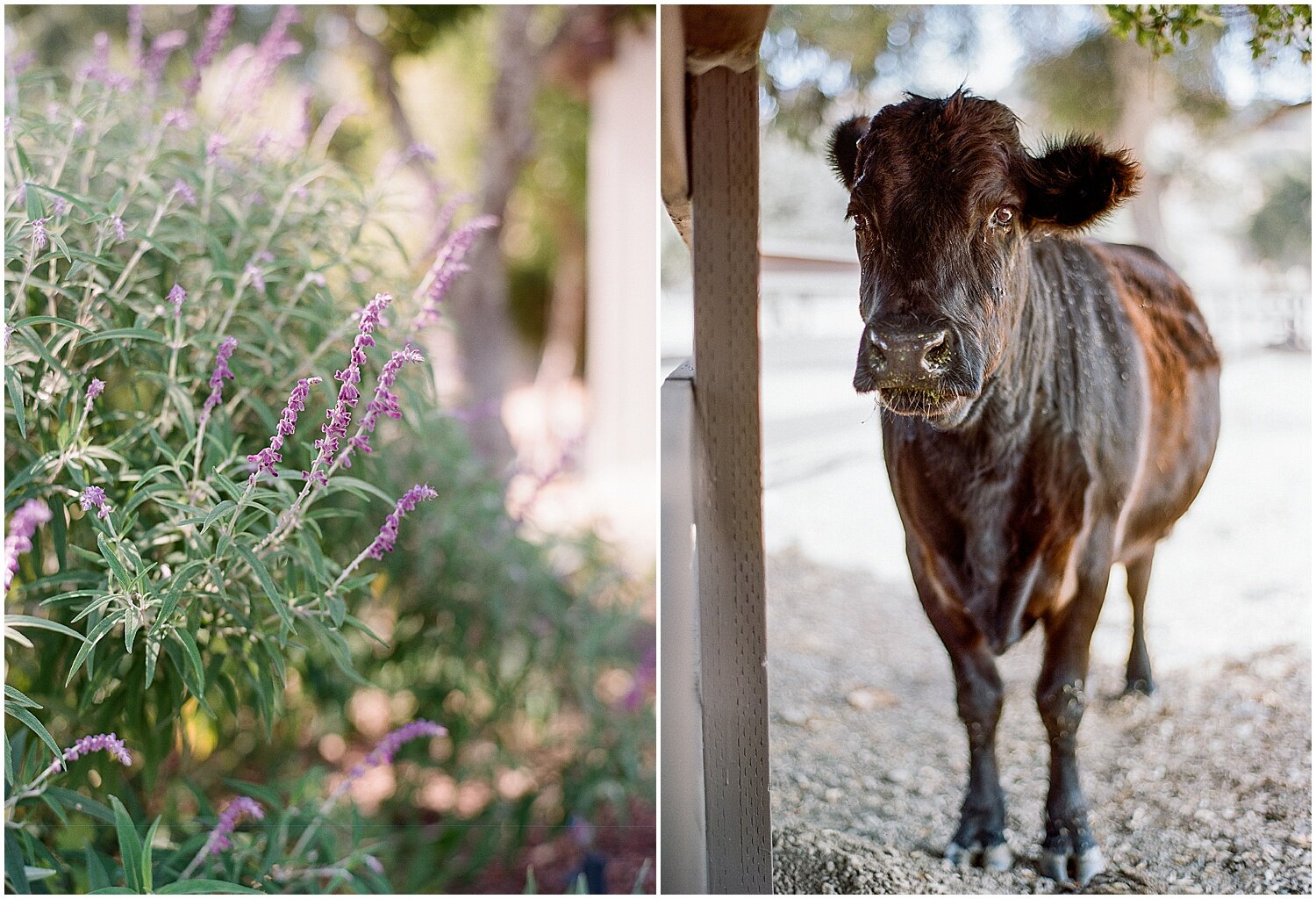 Janine_Licare_Photography_San_Francisco_Wedding_Photographer_Martha_Stewart_Weddings_Napa_Sonoma_0004.jpg