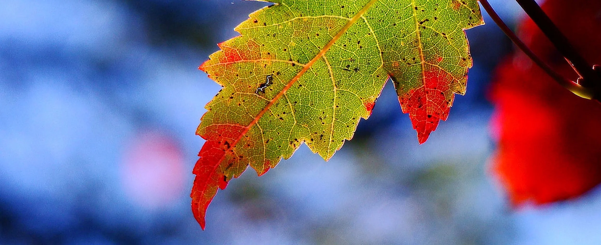 NSLFFPA header background high res.jpg