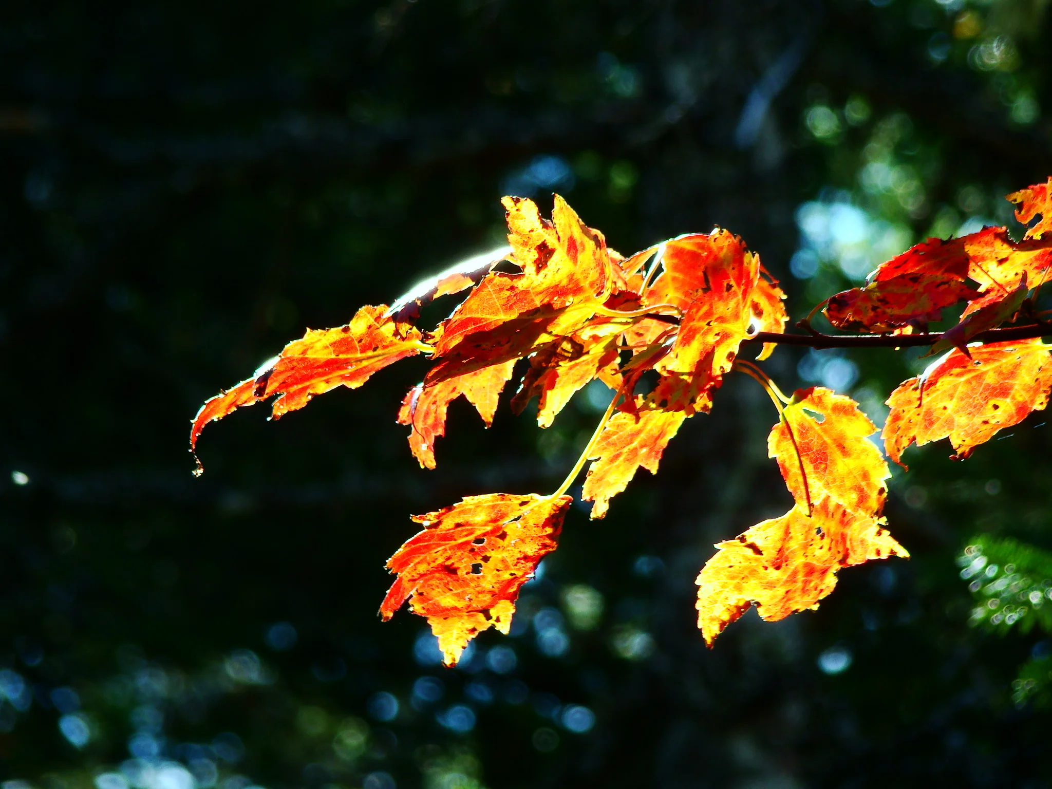 Oct 14, 2010 Jean MacIsaac 152.JPG