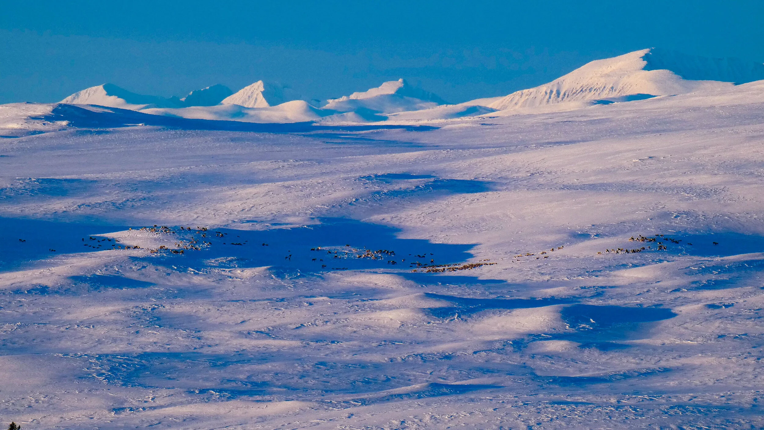 Velkommen til Ringebu fjellstyre