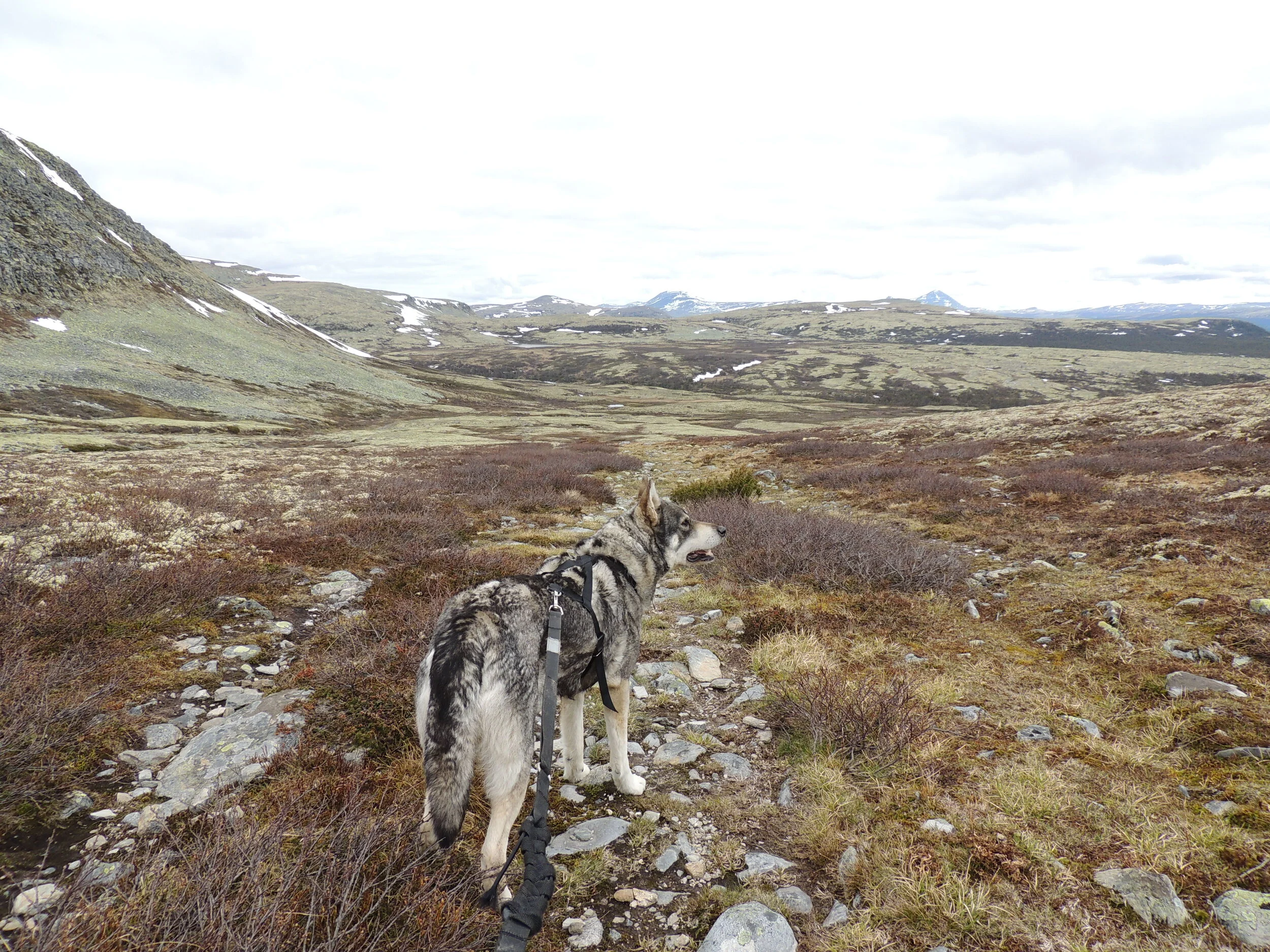 Båndtvang 1. april til 15. oktober