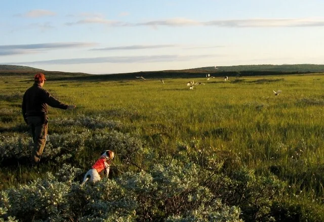Det blir rypejakt i høst!