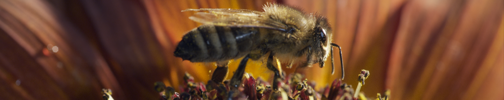 bee.png