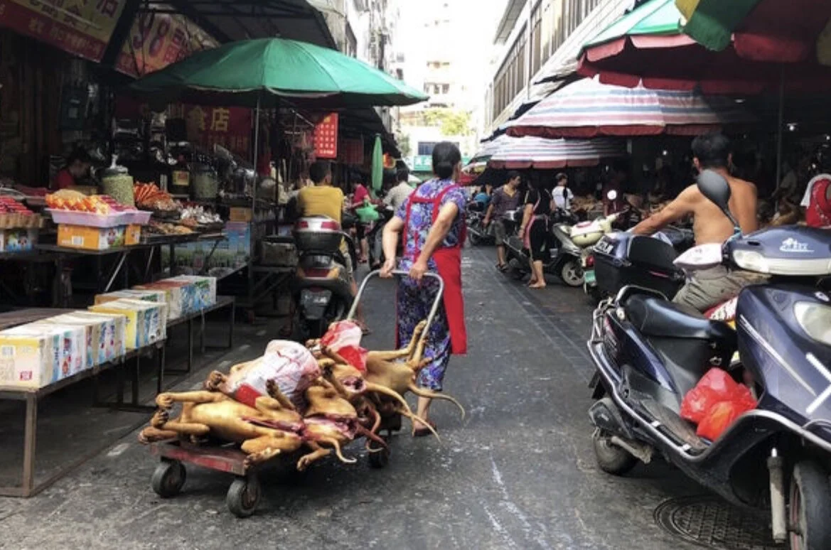 Nasty! China Reclassifies Dogs as Pets Instead of Livestock