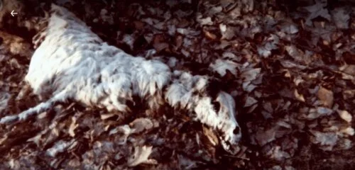 One of the many dead dogs found around Untermeyer Park as a result of animal sacrifice.