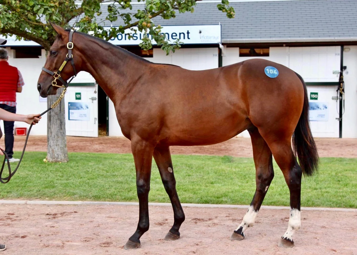 Lot 104 Frankel x Kenzadargent Sold to Amanda Skiffington for €500,000 at the Arqana August Yearling Sale 2019