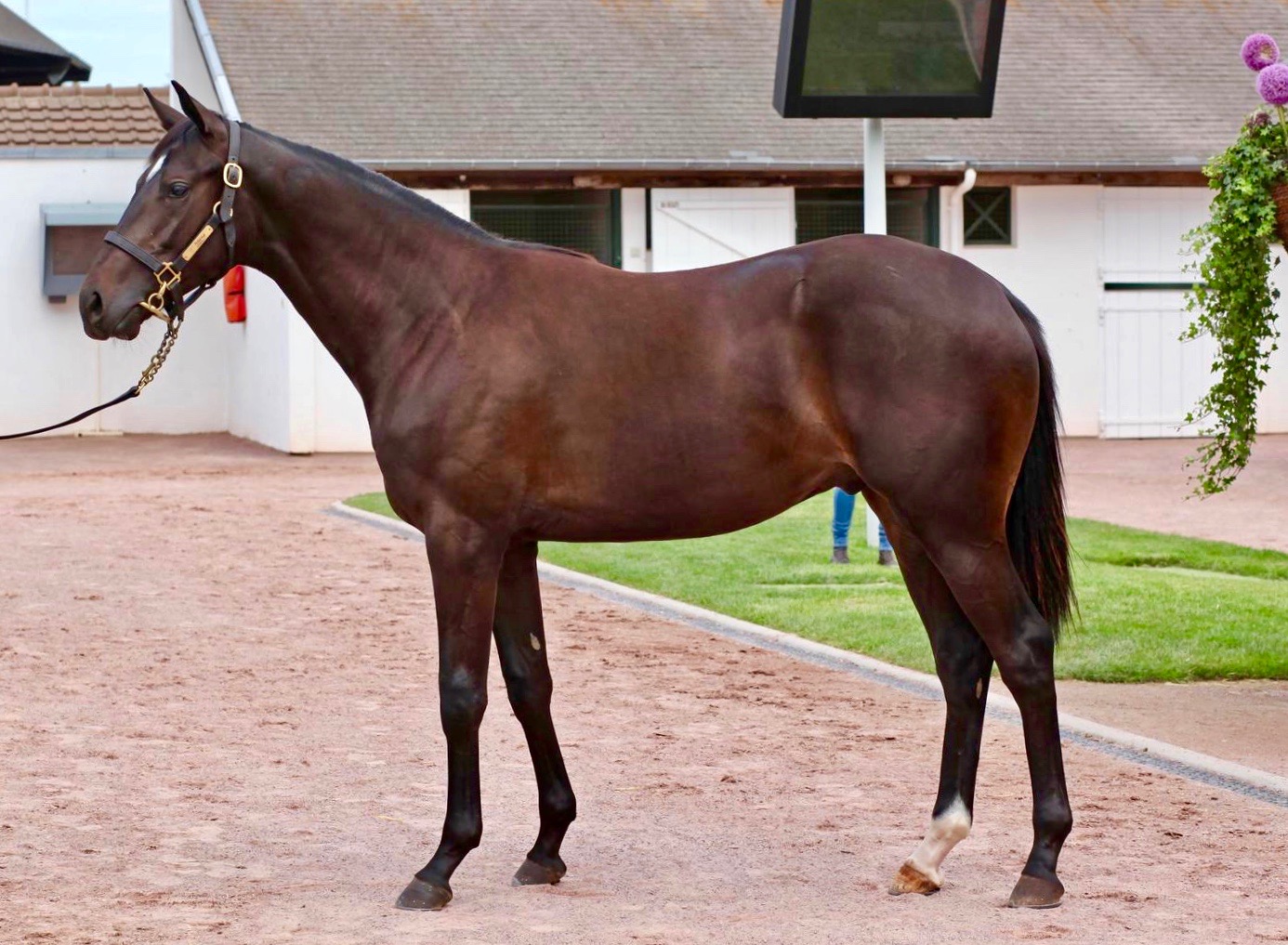 Lot 100 Shalaa x Illaunglass Sold to Grove Stud for €125,000 at the Arqana August Yearling Sale 2019