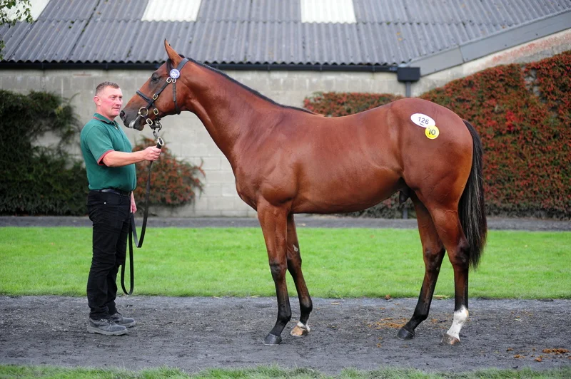 Lot 126 Holy Roman Emperor x Ape Attack Sold to Hong Kong Jockey Club for €100,000 at the Tattersalls Ireland September Yearling Sale 2019