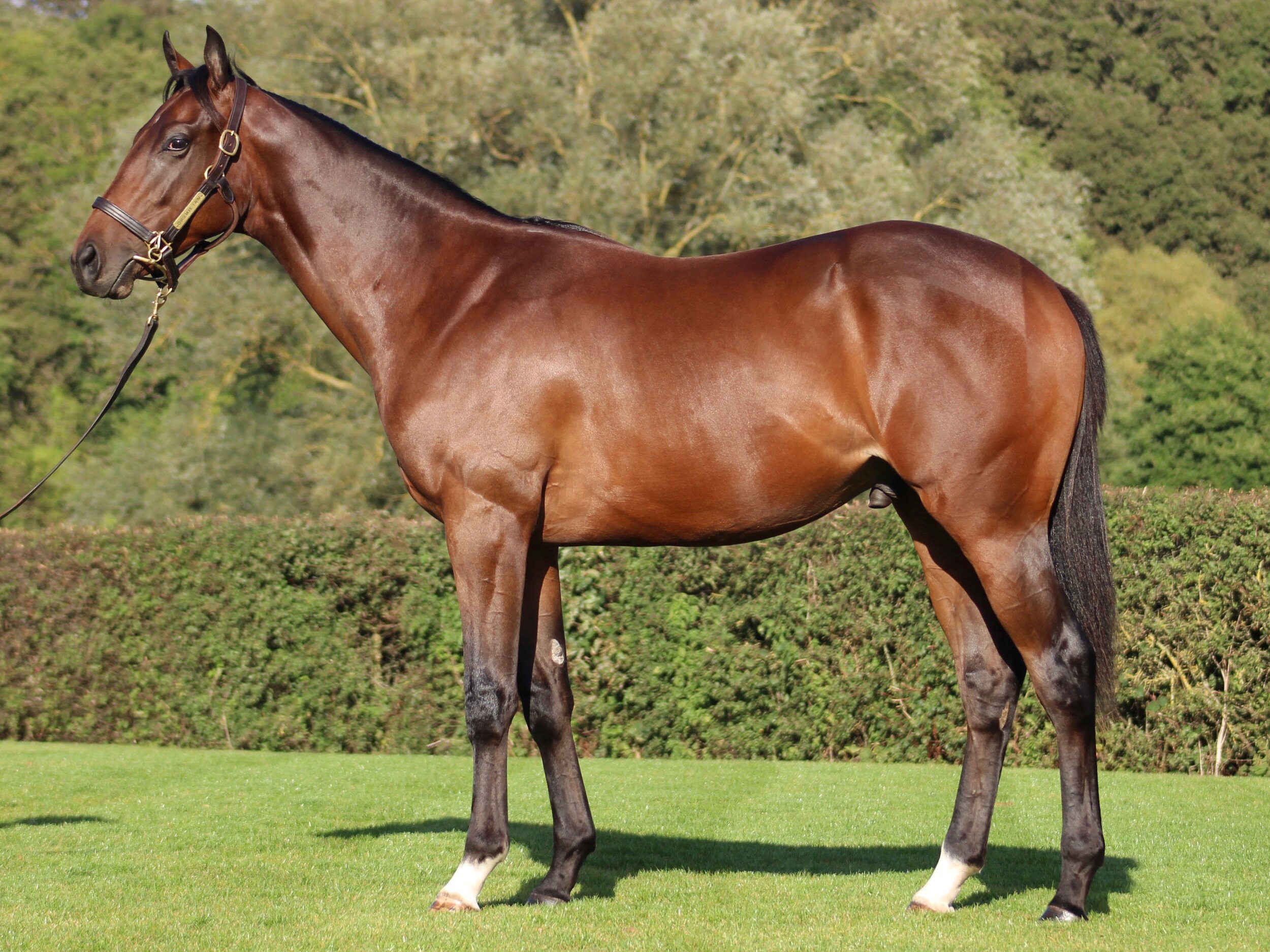 Lot 197 Kingman x Bible Belt colt - Tattersalls October Yearling Sale, Book 1