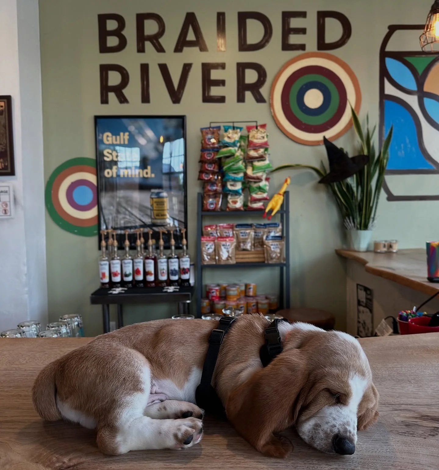 Tuesday is Yappy Hour night in the taproom! Bring in your fur babies for free homemade treats and snuggles, and we&rsquo;ll give you happy hour pricing all night long 🐾