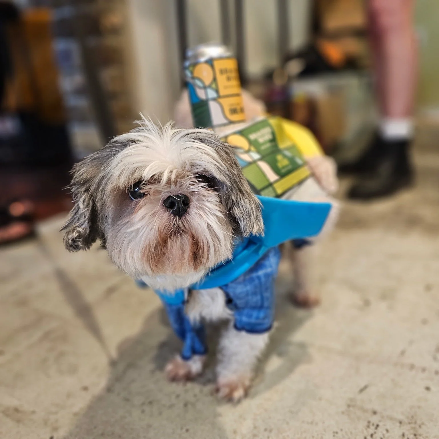 Tuesday is bring-your-dog-to-the-brewery day! We baked up some fresh treats for them and some all-night happy hour specials for you. You can eat a dog treat too, if you want 🦴