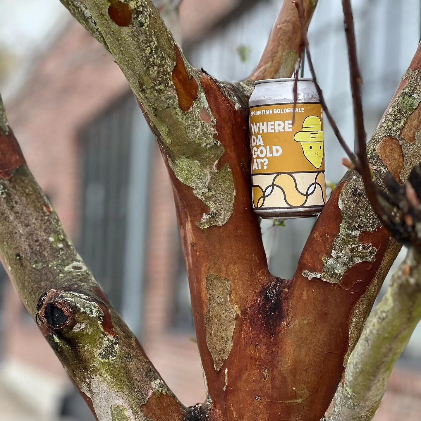 Who all tried Where Da Gold At say yeah! 

Our Friday, Feb. 13, release is a smash hit every year. Come get your hands on this springtime golden ale &mdash; and our barrel-aged version &mdash; before it disappears back into the tree 🍀