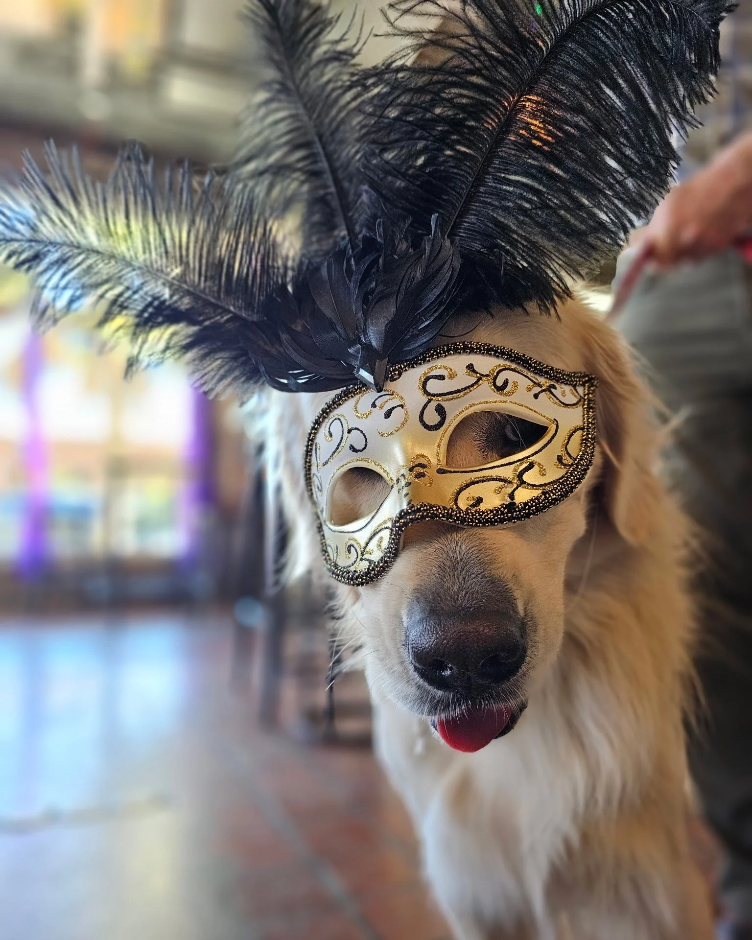 We are open noon to 6 p.m. on Lundi Gras! 

Come try the best local beer with the best local people and best local dogs in Mobile 🍻