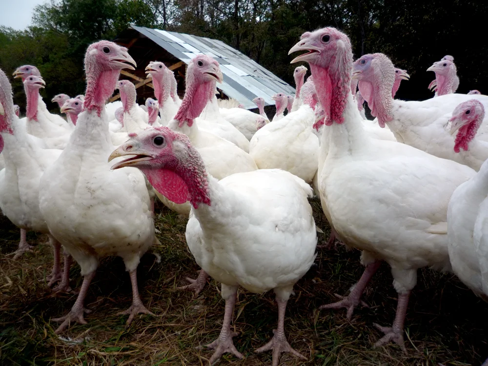 Turkeys_at_Polyface_Farm.jpg