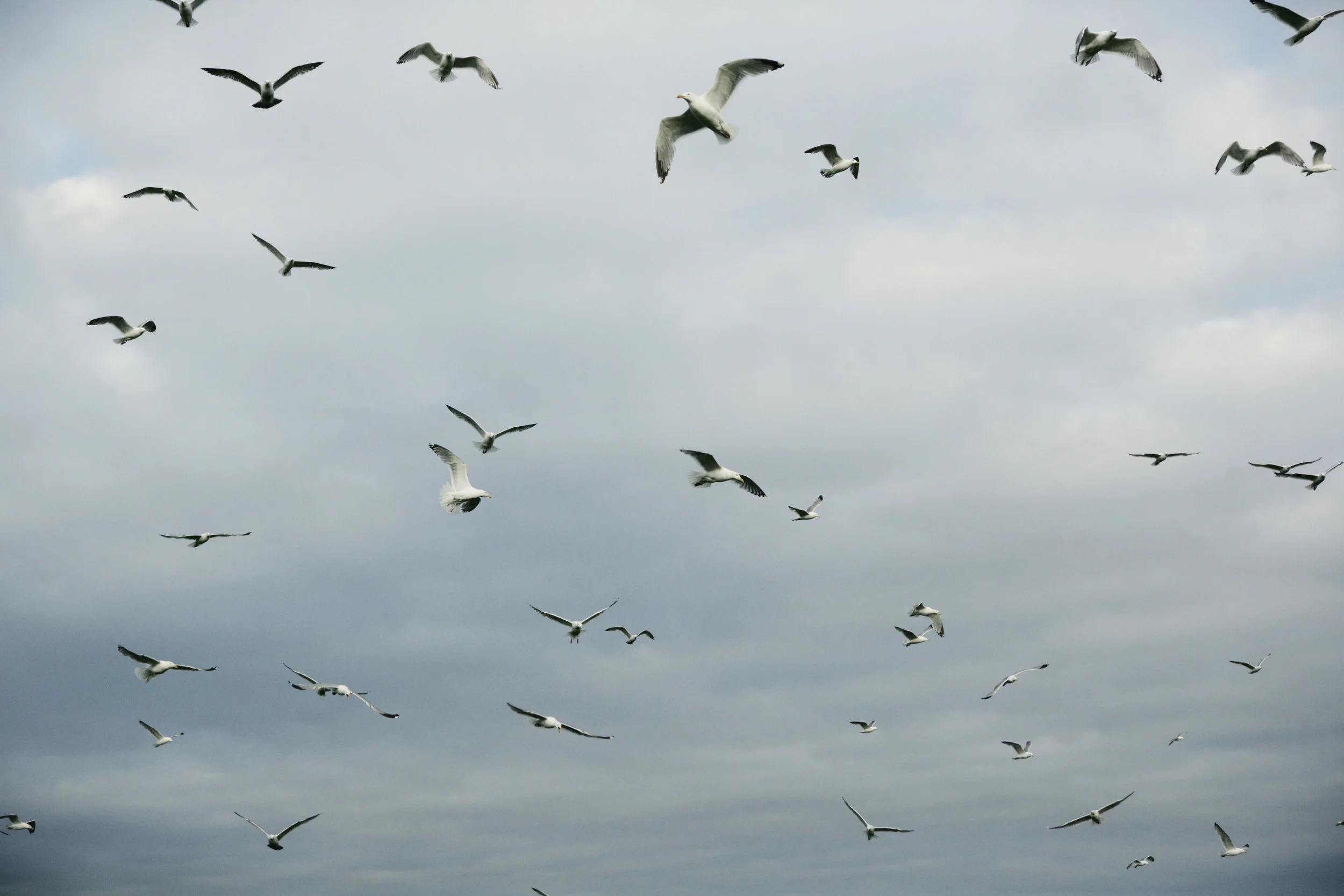 THE NORTH / LIGHT COLLECTIVE