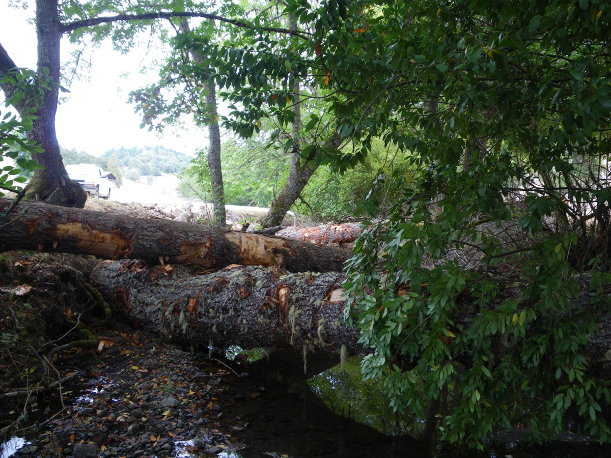 South Fork Deer Creek Restoration