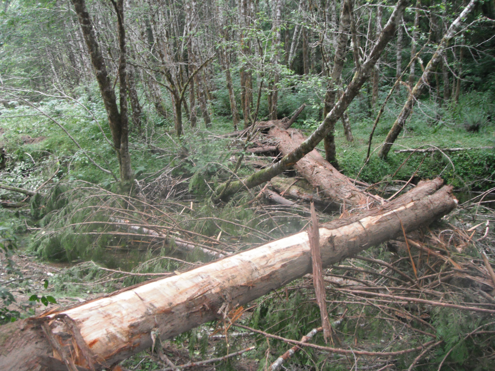 West Fork Smith River Restoration