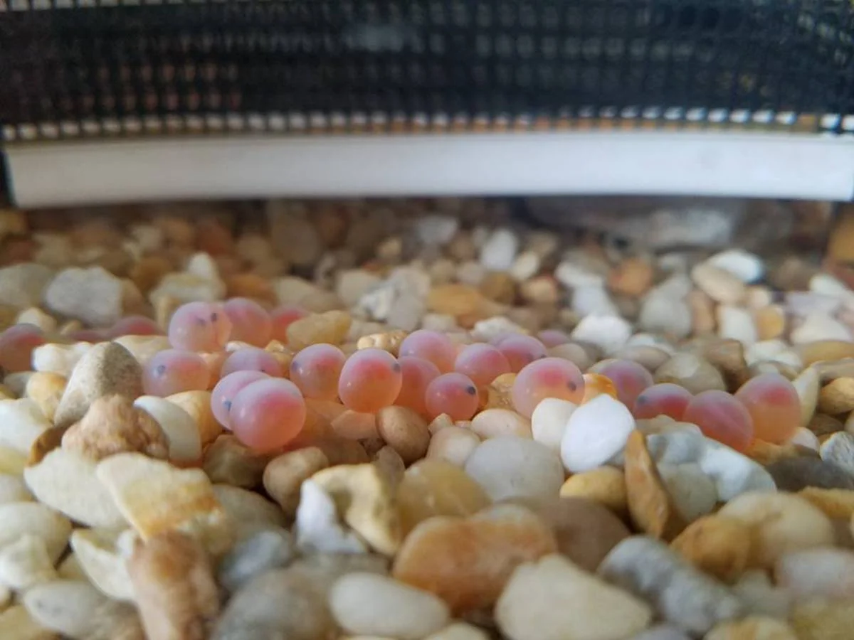 Eyed eggs resting at the bottom of the tank 