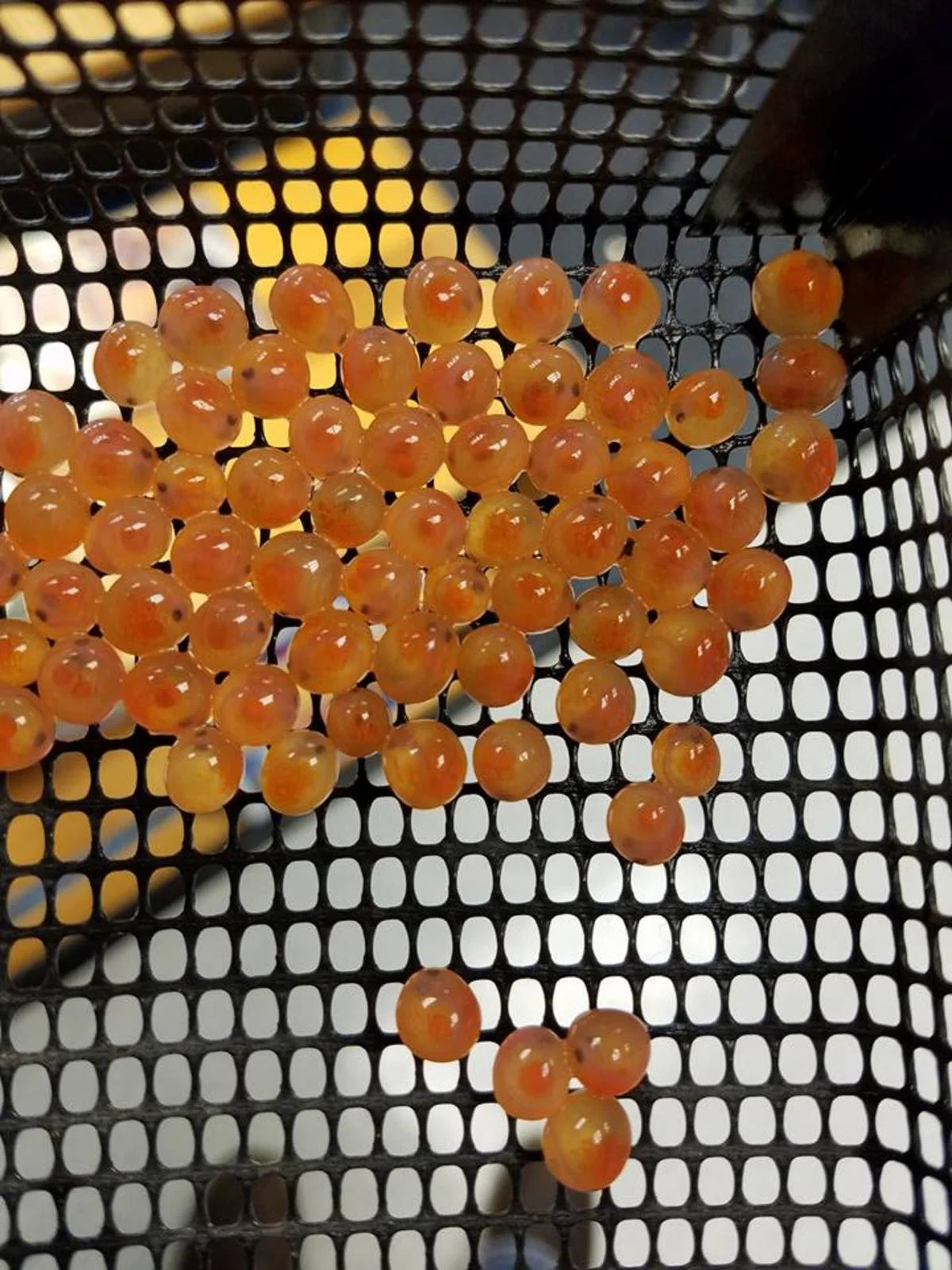 Eyed eggs being delivered to the classrooms 