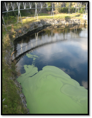 Blue green algae.png