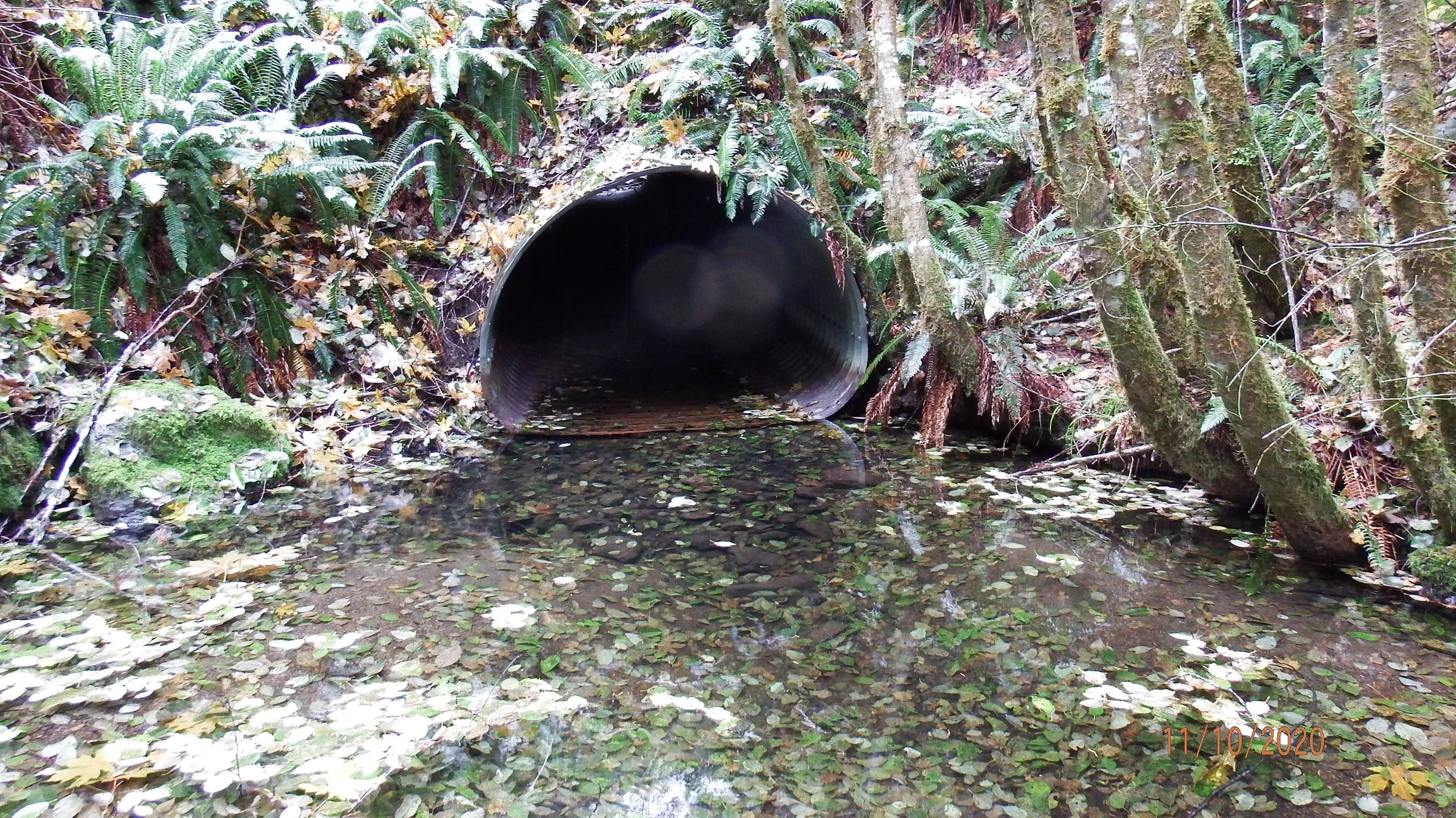 Walker Culvert PreProj Outlet.JPG