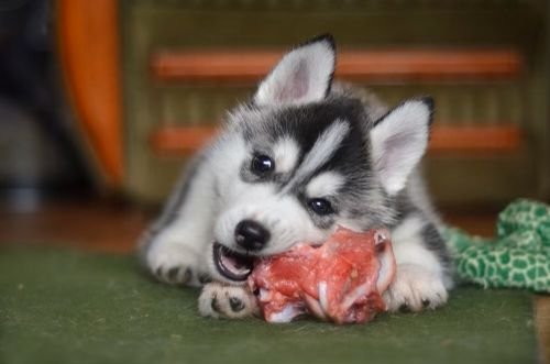 Puppy with bone.jpg