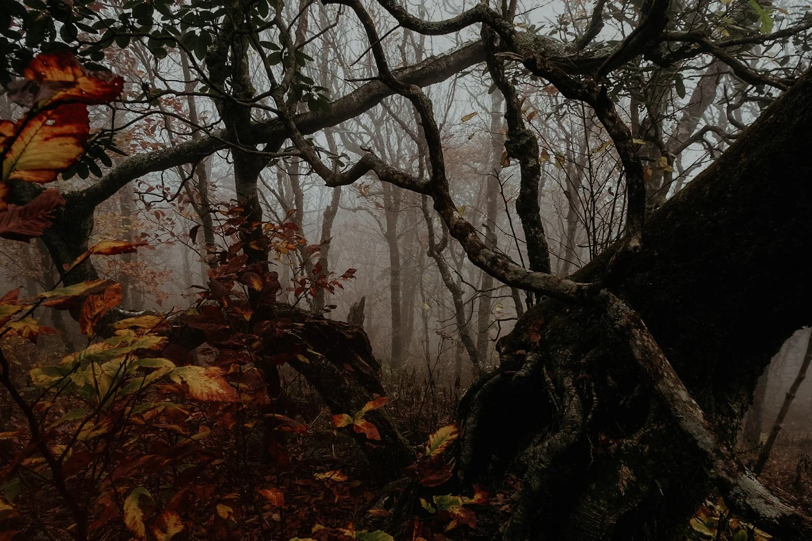 Craggy Gardens old tree-2.jpg