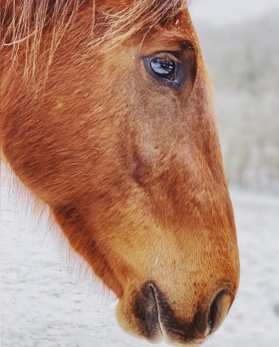 s n o w  d a y s  a r e  t h e  b e s t  d a y s 

@foldedhillsfamilyfarm 

#snowdays #familyfarm #culleokatn #farmlife #tennesseefarm #snow #farmhouse #snowedin #horsesofinstagram #longhairedgermanshepherd